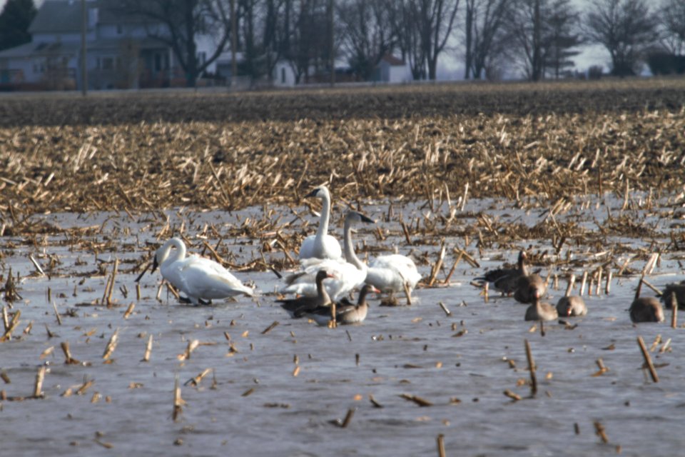 IMG 8006c Trumpeter Swan Willowhaven Area Kankakee Co IL 2-25-2018