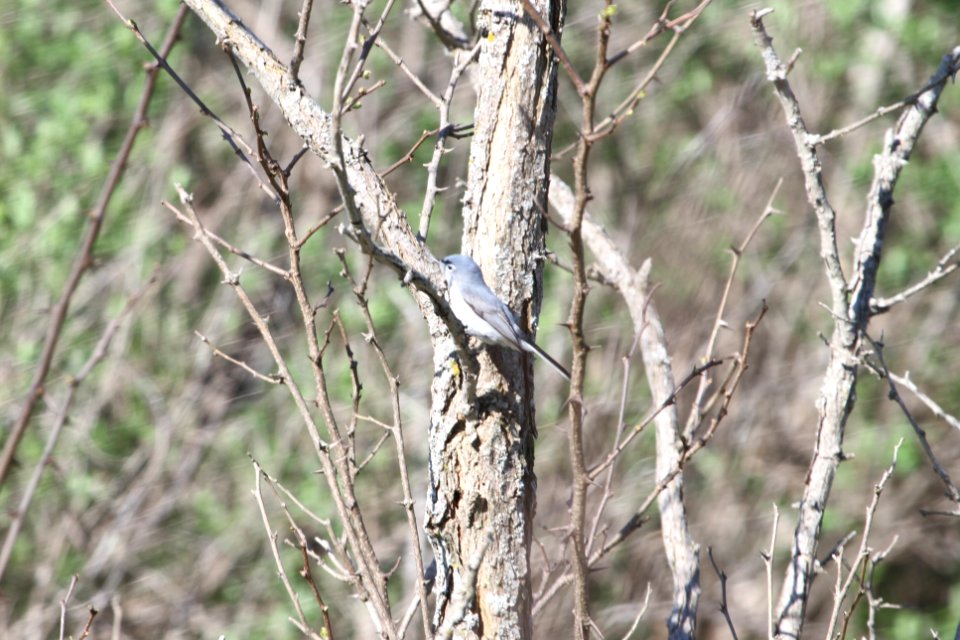 IMG 9580c Blue-Gray Gnatcatcher Mazonia Lakes Kankakee Co IL 5-7-2018