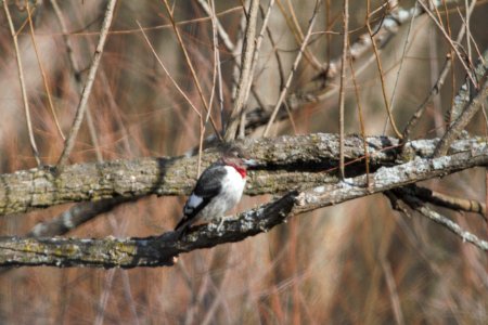 IMG 8334c Red-headed Woodpecker (imm) LaSalle FWA IN 3-11-2018