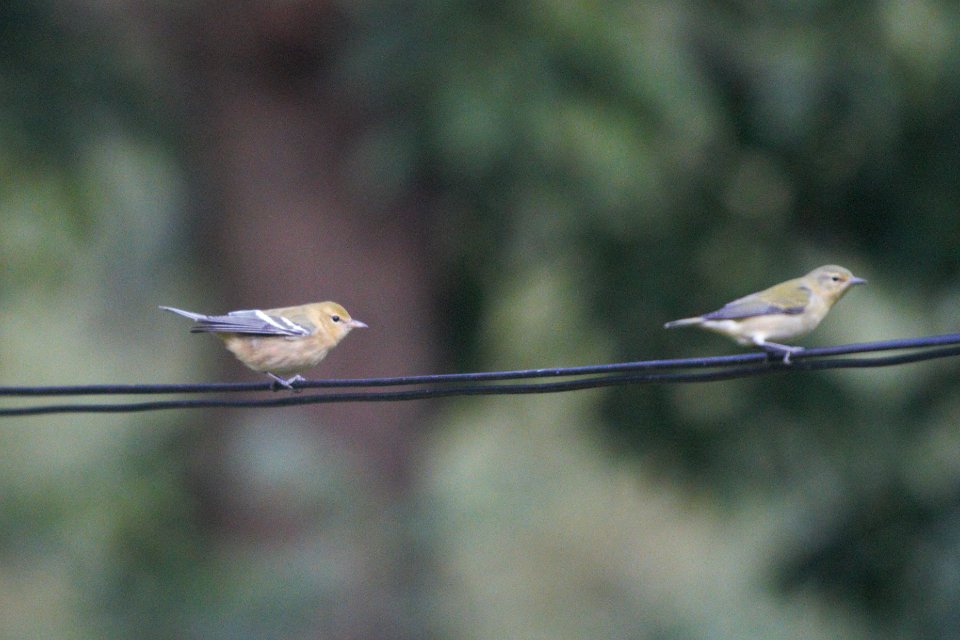 IMG 1524c Bay-breasted and Tennessee Warblers Hse Kankakee IL 9-12-2017