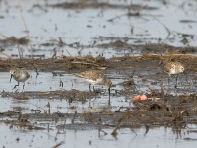 DSCN9672c Dunlin Willowhaven Area Kankakee Co IL 4-12-2018
