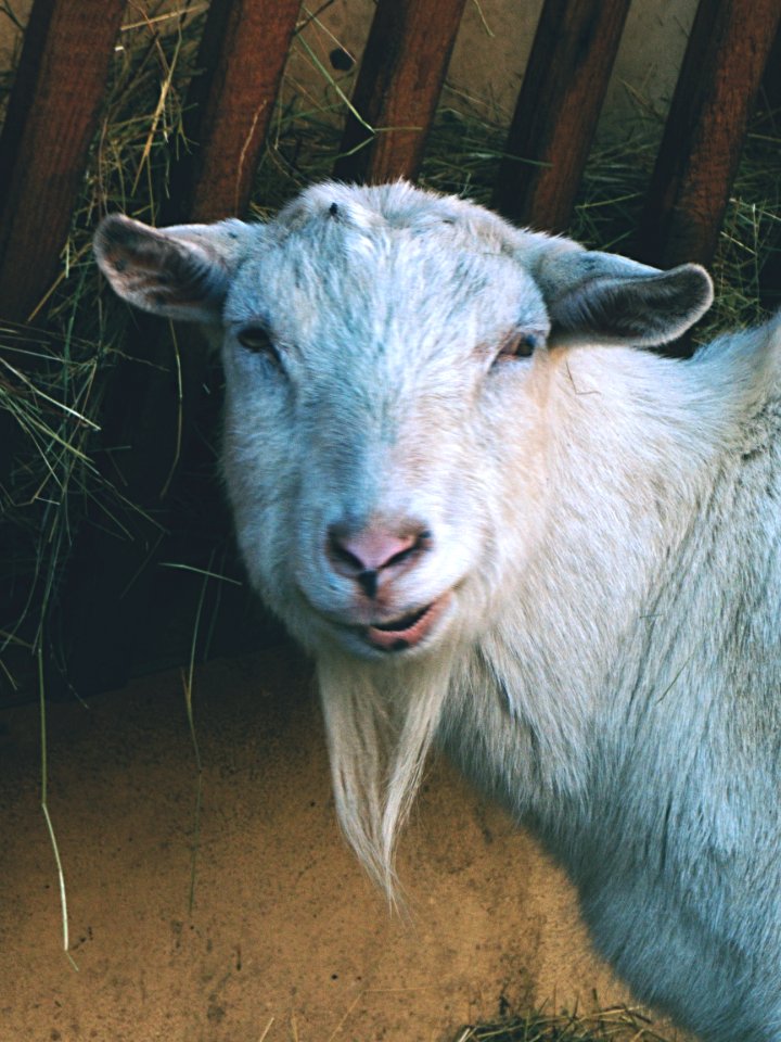 White Goat Portrait 5