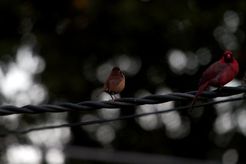 IMG 4873c Carolina Wren Hse Kankakee IL 10-18-2017