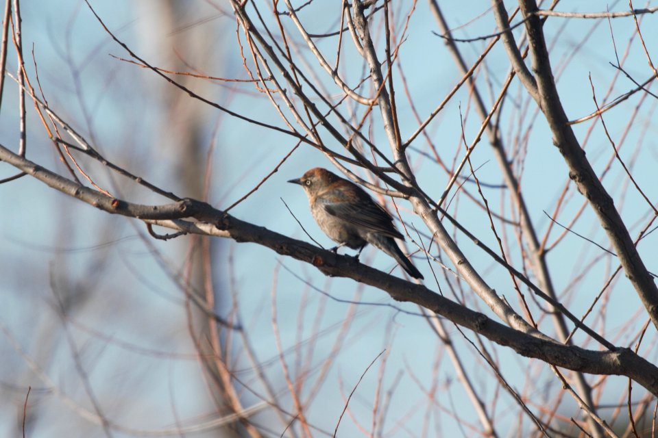 IMG 8109c Rusty Blackbird Willowhaven Area Kankakee Co IL 3-2-2018