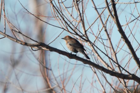 IMG 8109c Rusty Blackbird Willowhaven Area Kankakee Co IL 3-2-2018