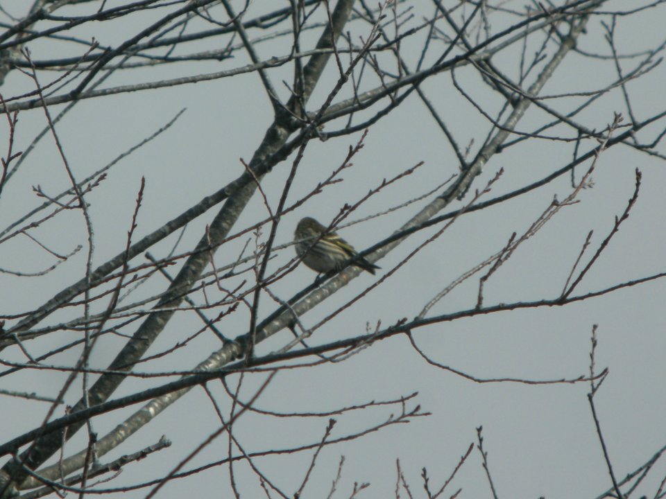 DSCN9553c Pine Siskin Willow Slough FWA IN 3-7-2018