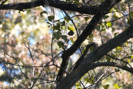 IMG 0565c Yellow-throated Vireo Willow Slough FWA IN 8-24-2017