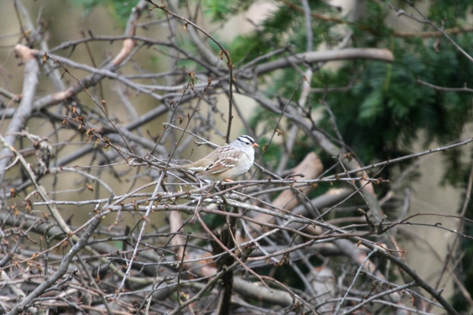 IMG 9443c White-crowned Sparrow (gambelli) Hse Kankakee IL 5-4-2018