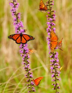 Colorful feeding fragile photo