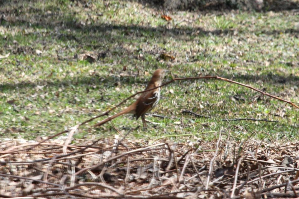 IMG 8765c Brown Thrasher Hse Kankakee IL 4-12-2018