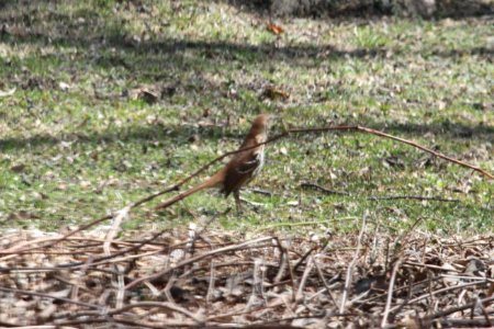 IMG 8765c Brown Thrasher Hse Kankakee IL 4-12-2018