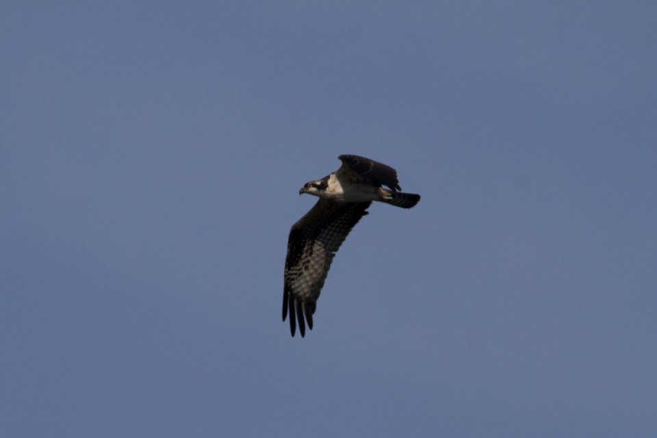 IMG 0400c Osprey (juv) LeVasseur Park Kankakee IL 8-20-2017