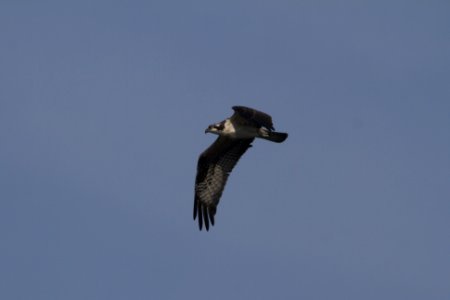 IMG 0400c Osprey (juv) LeVasseur Park Kankakee IL 8-20-2017