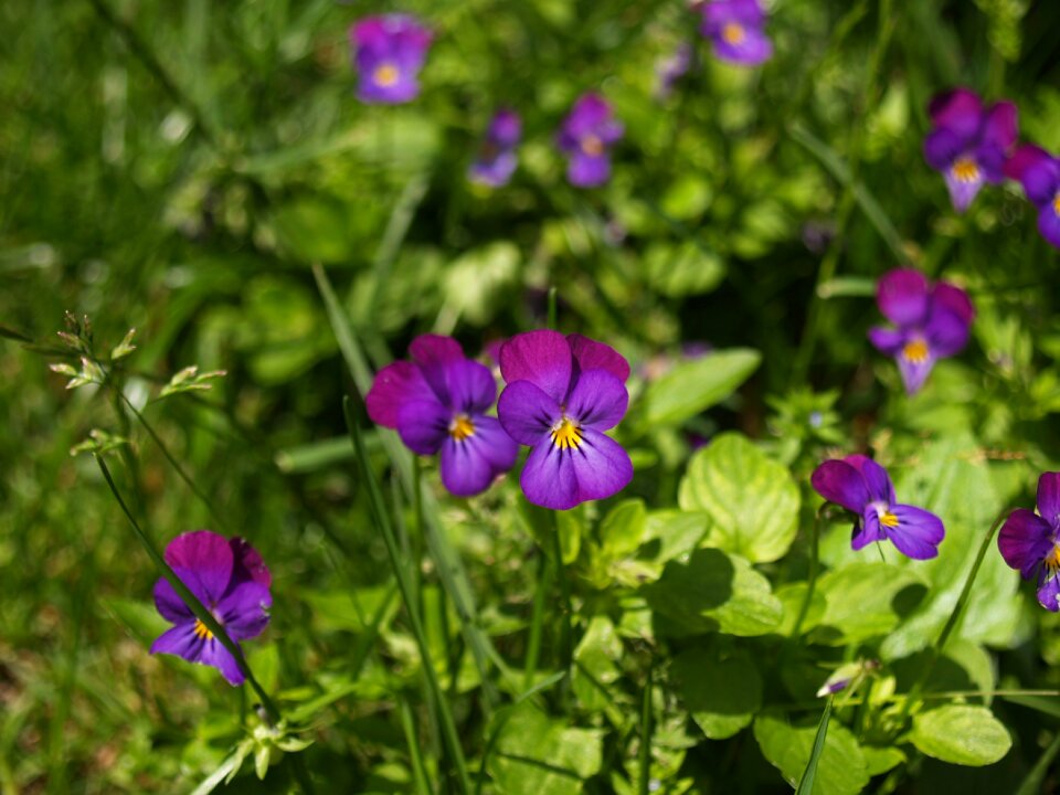 Flower purple flowers purple flower