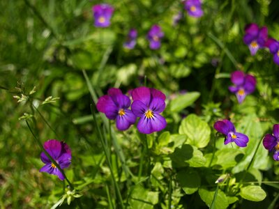 Flower purple flowers purple flower
