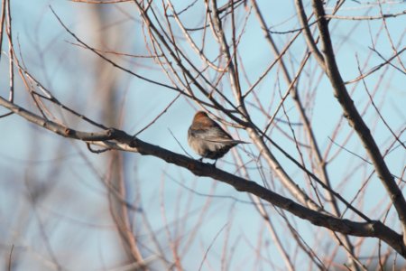 IMG 8110c Rusty Blackbird Willowhaven Area Kankakee Co IL 3-2-2018 photo