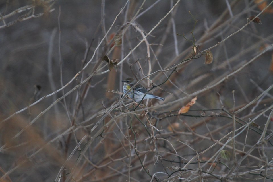 IMG 7112c Yellow-rumped Warbler Metro-Sewer Kankakee IL 1-7-2018