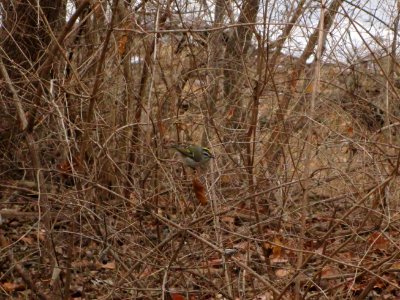IMG 3491c Golden-crowned Kinglet Kankakee River SP (Kankakee Co) IL 1-29-2018
