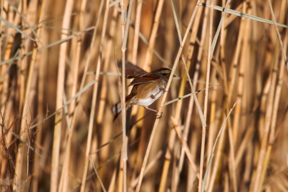 IMG 5807c Swamp Sparrow Willowhaven Area Kankakee Co IL 11-25-2017