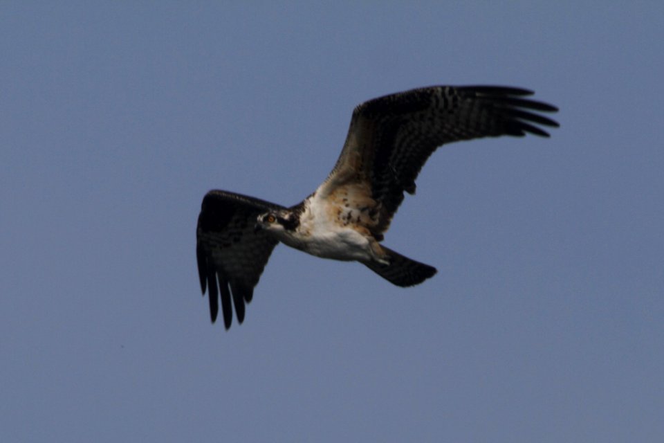 IMG 0397c Osprey (juv) LeVasseur Park Kankakee IL 8-20-2017