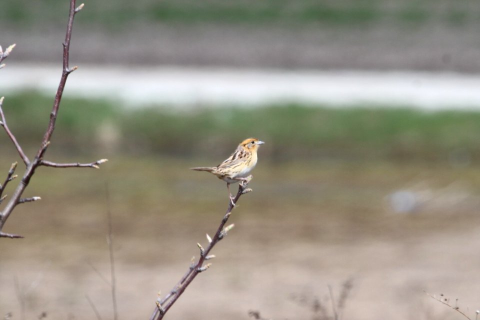 IMG 9200c LeConte's Sparrow Bourbonnais IL 4-24-2018