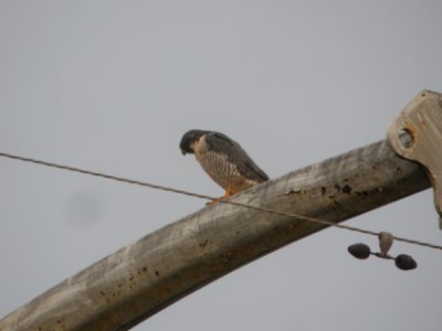 DSCN9297c Peregrine Falcon Kankakee IL 11-21-2017