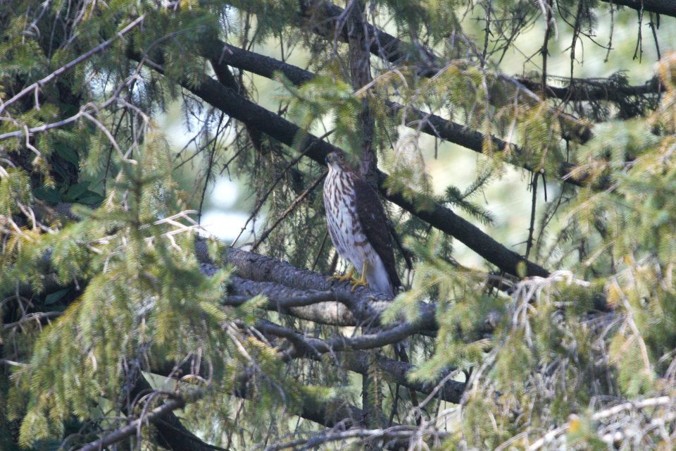 IMG 0924c Cooper's Hawk (juv) Hse Kankakee IL 9-2-2017