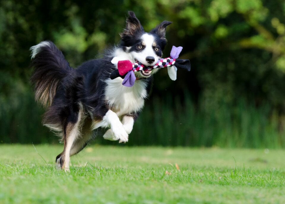 British sheepdog dog play photo