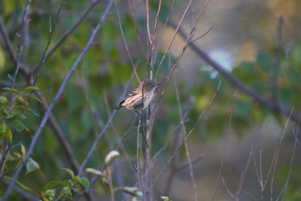 IMG 4856c Yellow-rumped Warbler Perry Farm Kankakee Co IL 10-18-2017