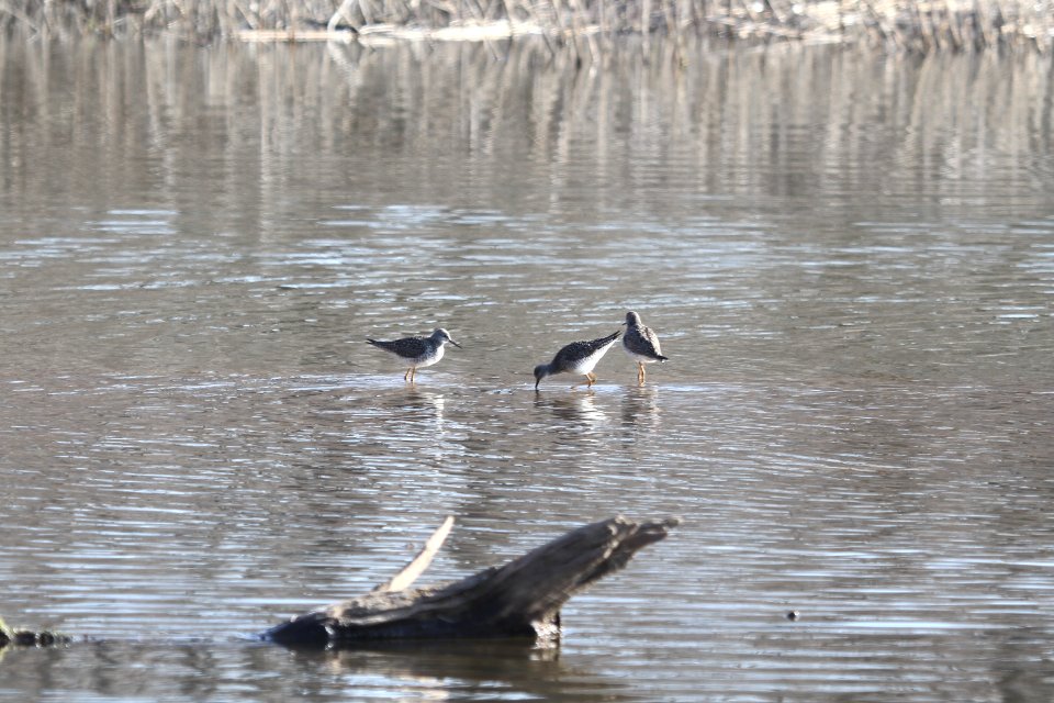 IMG 8694c Lesser Yellowlegs LaSalle FWA IN 4-8-2018