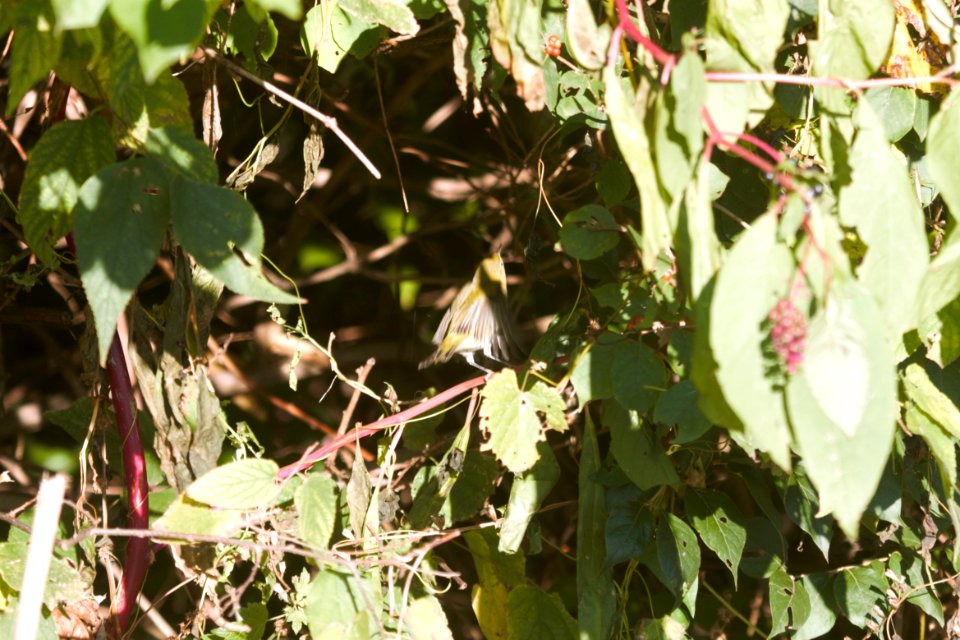 IMG 4806c Tennessee Warbler LeVasseur-Perry Farm Park Kankakee Co IL 10-16-2017