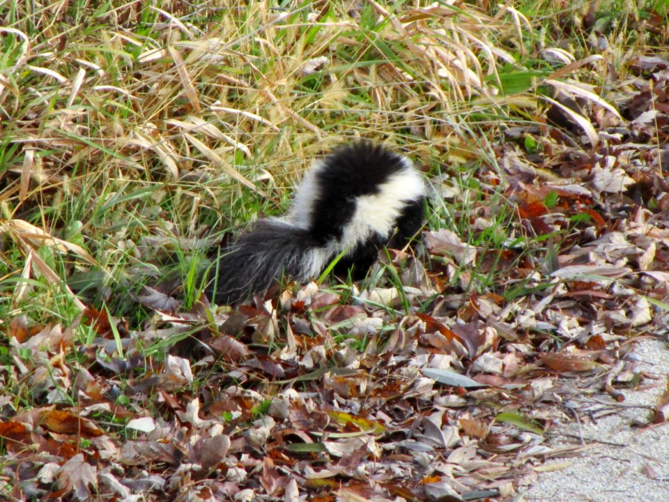 IMG 3411c Skunk Willowhaven Kankakee Co IL 11-19-2017