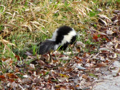 IMG 3411c Skunk Willowhaven Kankakee Co IL 11-19-2017