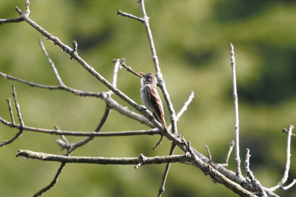 IMG 0319c Eastern Wood-Pewee LaSalle FWA-IN 8-18-2017