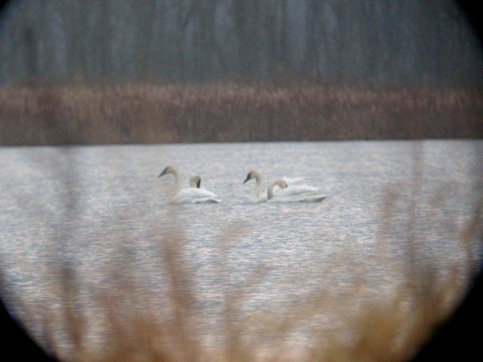 DSCN0112c Trumpeter Swan LaSalle FWA IN 1-8-2019
