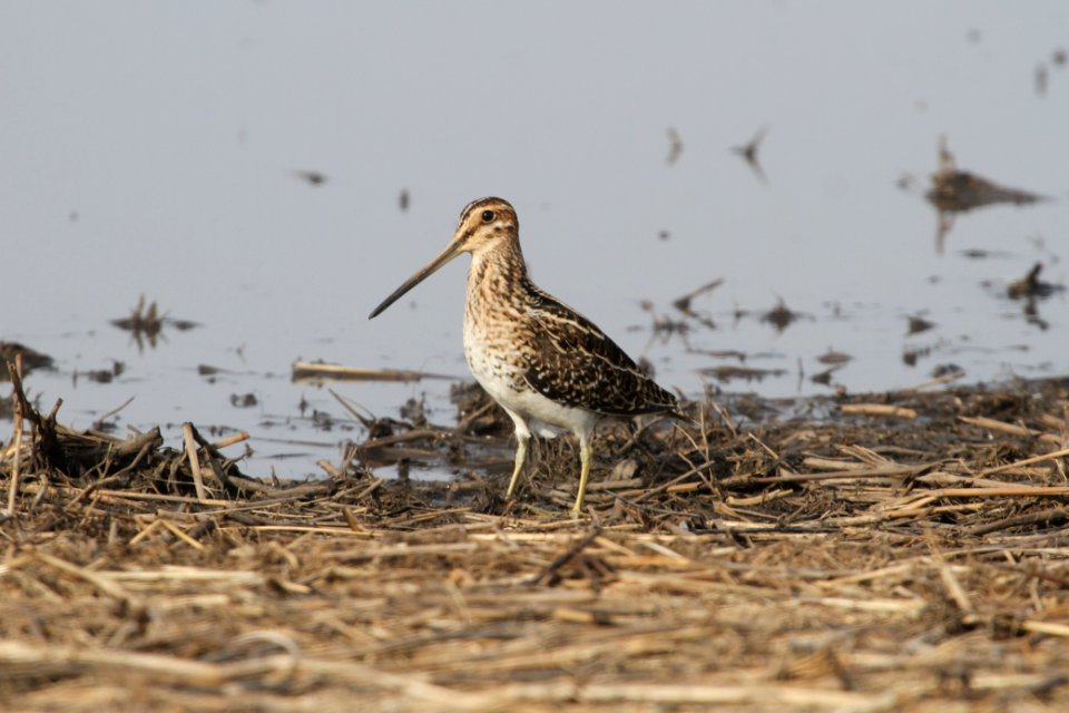IMG 8781c Wilson's Snipe Willowhaven Area Kankakee Co IL 4-12-2018