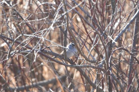 IMG 7472c White-crowned Sparrow Willow Slough FWA IN 1-27-2018 photo