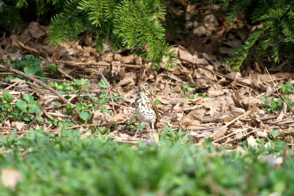 IMG 9427c Wood Thrush Hse Kankakee IL 5-1-2018