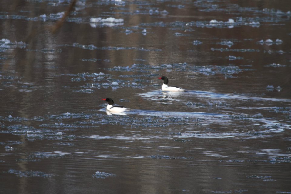 IMG 7897c Common Merganser LeVasseur-Perry Farm Park Kankakee IL 2-13-2018