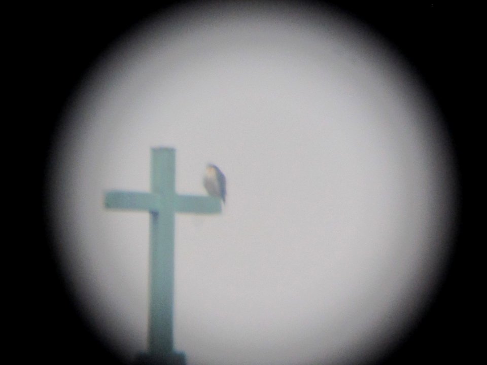 IMG 3372c Peregrine Falcon Dam Kankakee IL 11-12-2017