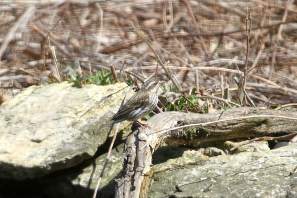 IMG 8772c Purple Finch Hse Kankakee IL 4-12-2018