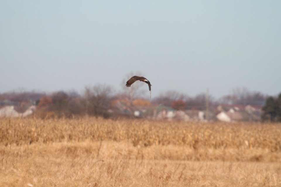 IMG 5862c Northern Harrier Willowhavern Area Kankakee Co IL 11-26-2017