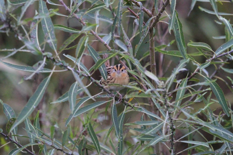 IMG 4223c LeConte's Sparrow TNC Kankakee Sands IN 10-12-2017