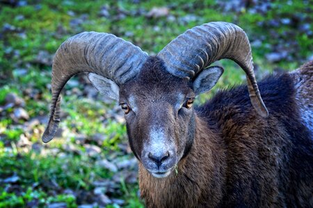 Horned horns portrait photo