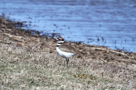 IMG 8652c Killdeer Willowhaven Area Kankakee Co IL 4-7-2018 photo