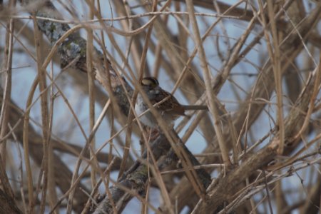 IMG 7860c White-throated Sparrow LeVasseur-Perry Farm Park Kankakee IL 2-13-2018 photo