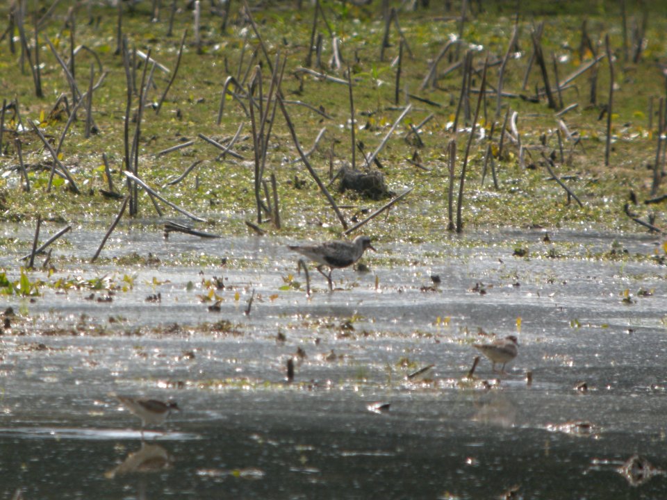 DSCN8961c Black-bellied Plover LaSalle FWA-IN 8-18-2017