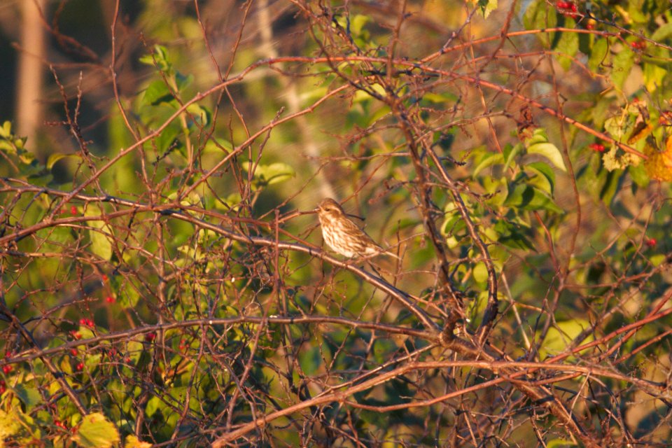 IMG 4830c Purple Finch Perry Farm Kankakee Co IL 10-18-2017