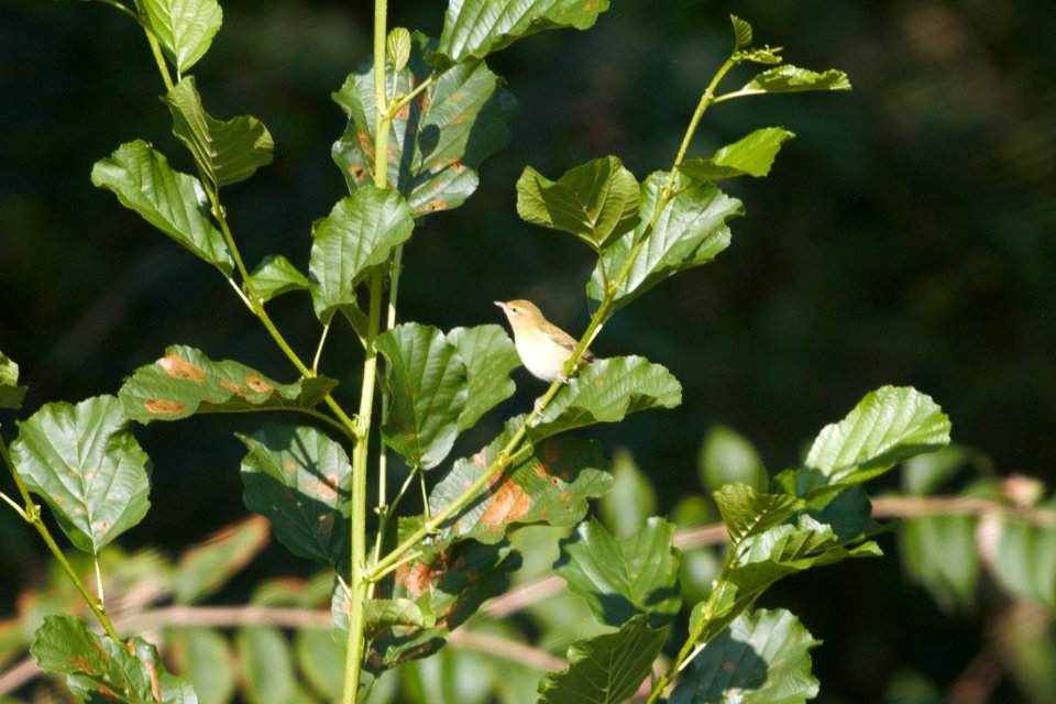 IMG 0557c Tennessee Warbler Willow Slough FWA IN 8-24-2017