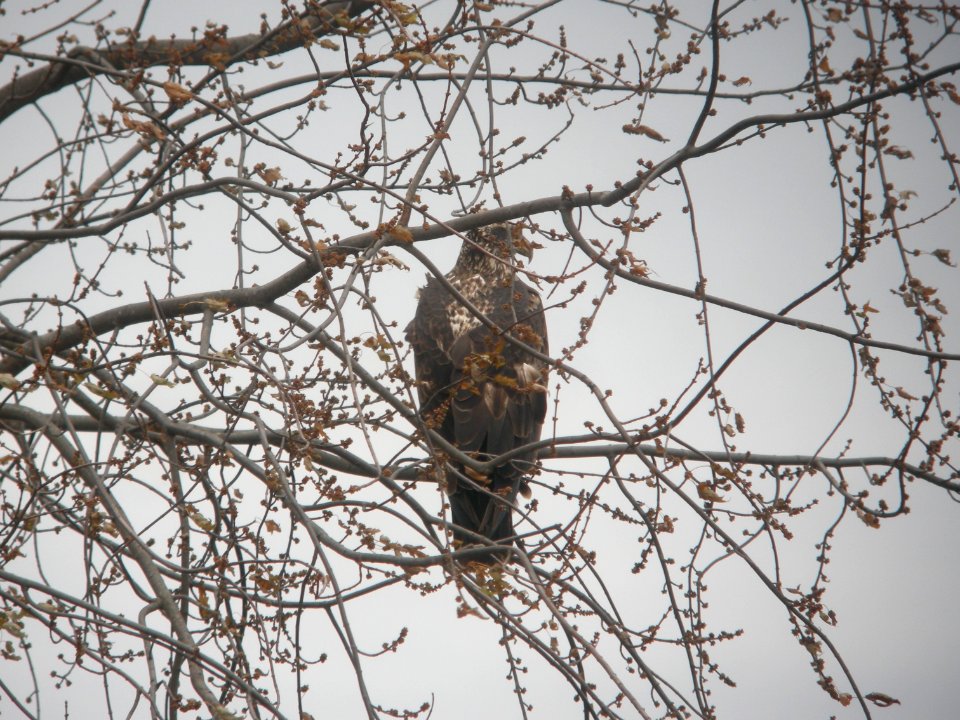 DSCN9307c Bald Eagle Willowhaven Area Kankakee Co IL 11-21-2017